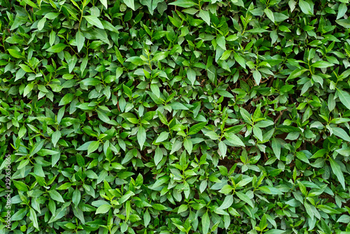 Green plant foliage as a background. Abstract texture