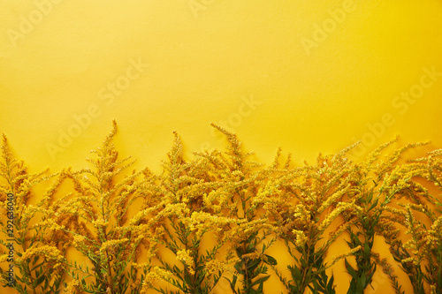 top view of goldenrod bunches on yellow background with copy space