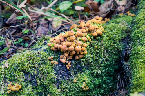 Edible forest mushrooms. Honey mushroom has just begun its growth
