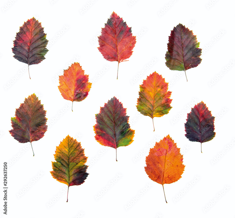on a white background colorful autumn leaves. Concept - Autumn Colors on a white background colorful autumn leaves. Concept - Autumn Colors