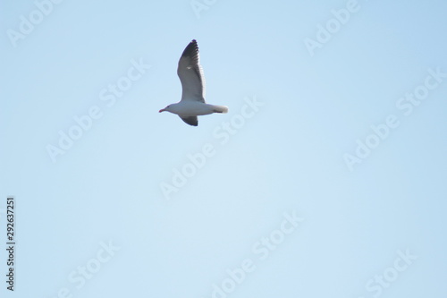 seagull flying in the blue sky © Marcos