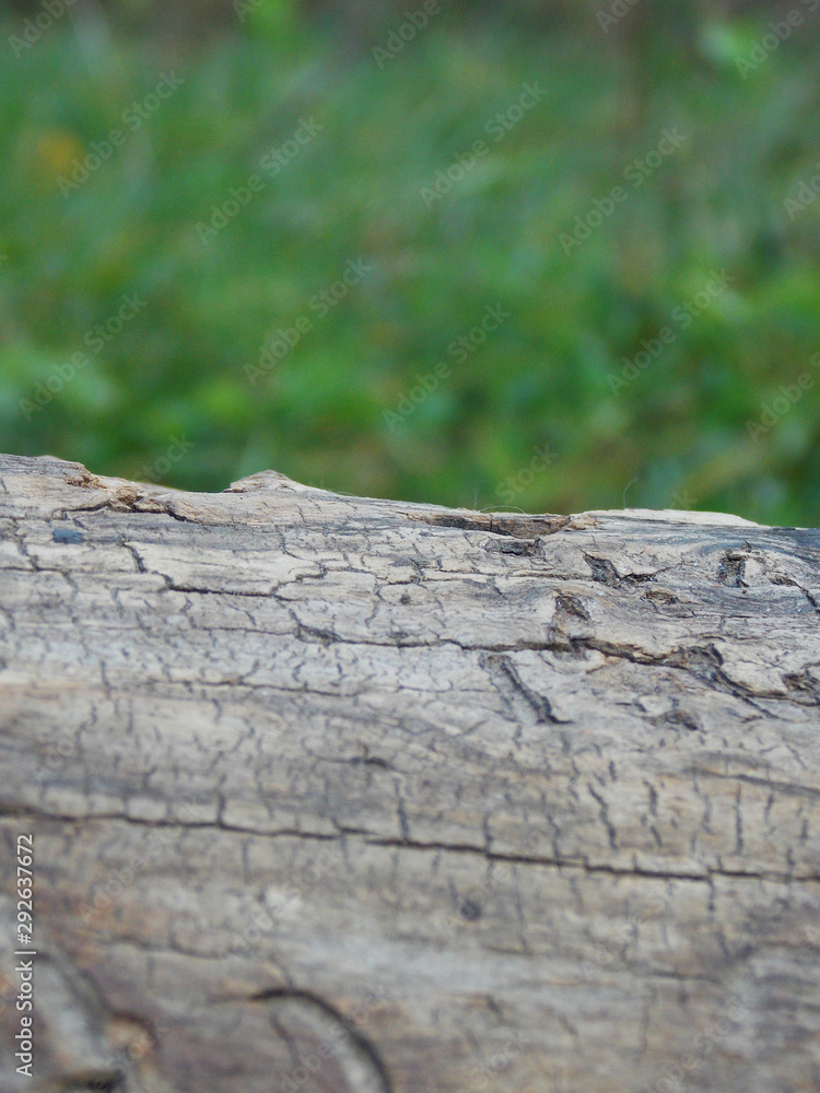 a log in the grass. bark. autumn a log in the grass. bark. autumn