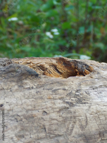 a log in the grass. bark. autumn    