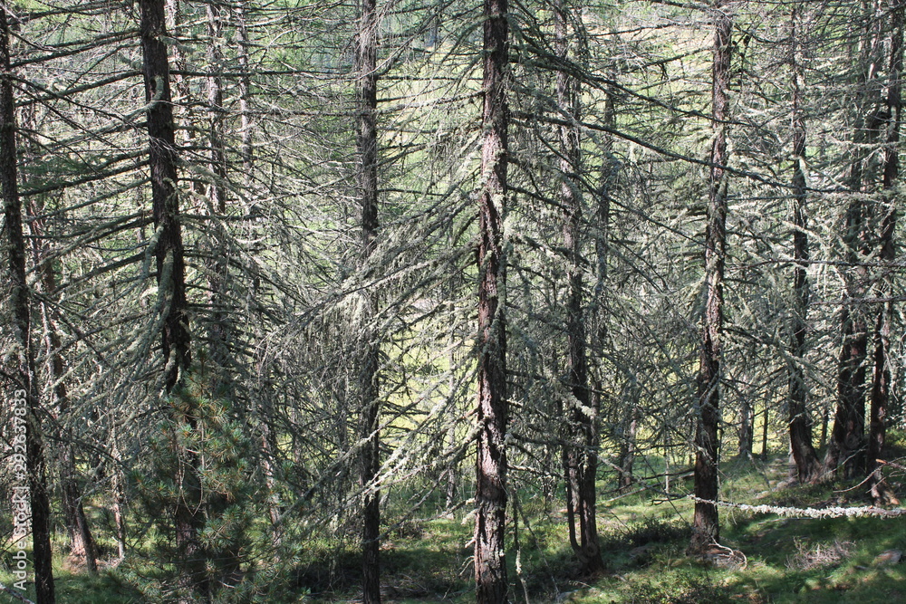 Obraz premium Defekt in der Waldlandschaft