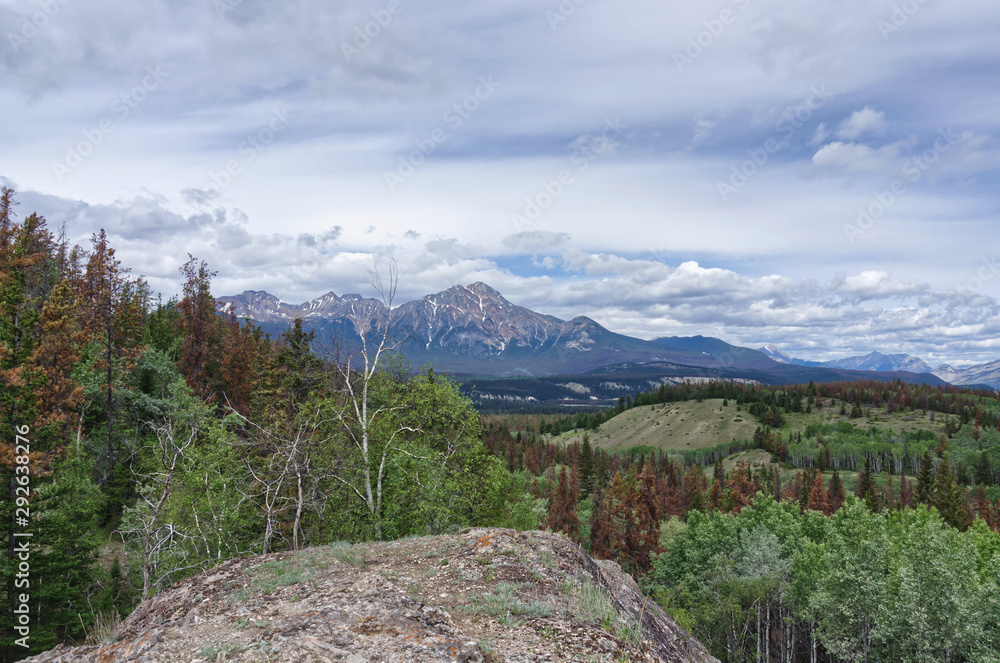 evergreen forest on the background of the Rocky mountains, Jasper National Park, Jasper, Alberta, Canada