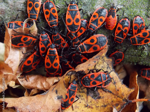  The firebug, Pyrrhocoris apterus. autumn