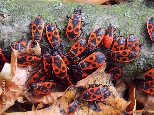  The firebug, Pyrrhocoris apterus. autumn