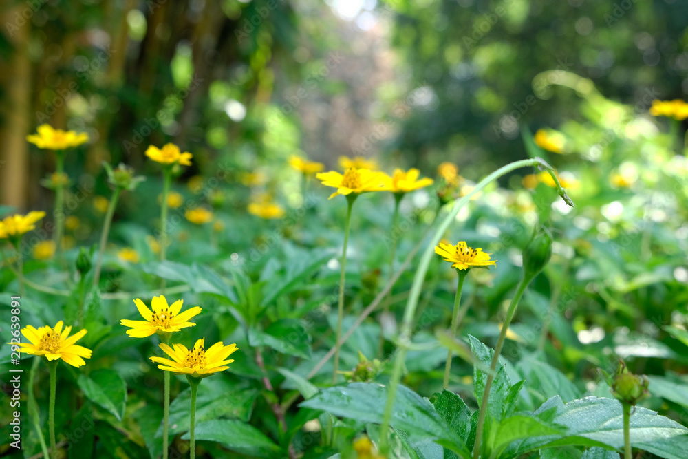 Focus on the flowers that are hidden in the fields or beside the streets and surrounded by other colorful flowers. Focus on the flowers that are hidden in the fields or beside the streets and surrounded by other colorful flowers.