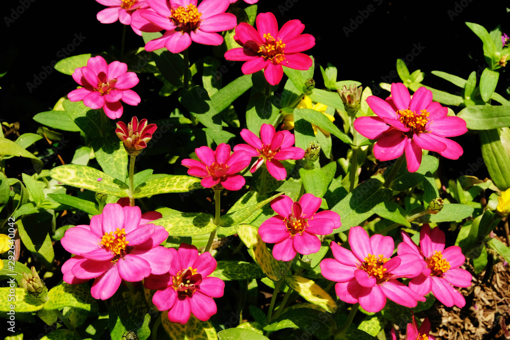 Focus on the flowers that are hidden in the fields or beside the streets and surrounded by other colorful flowers. Focus on the flowers that are hidden in the fields or beside the streets and surrounded by other colorful flowers.