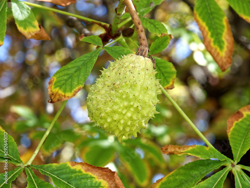 Chestnut tree, leaves, close-up