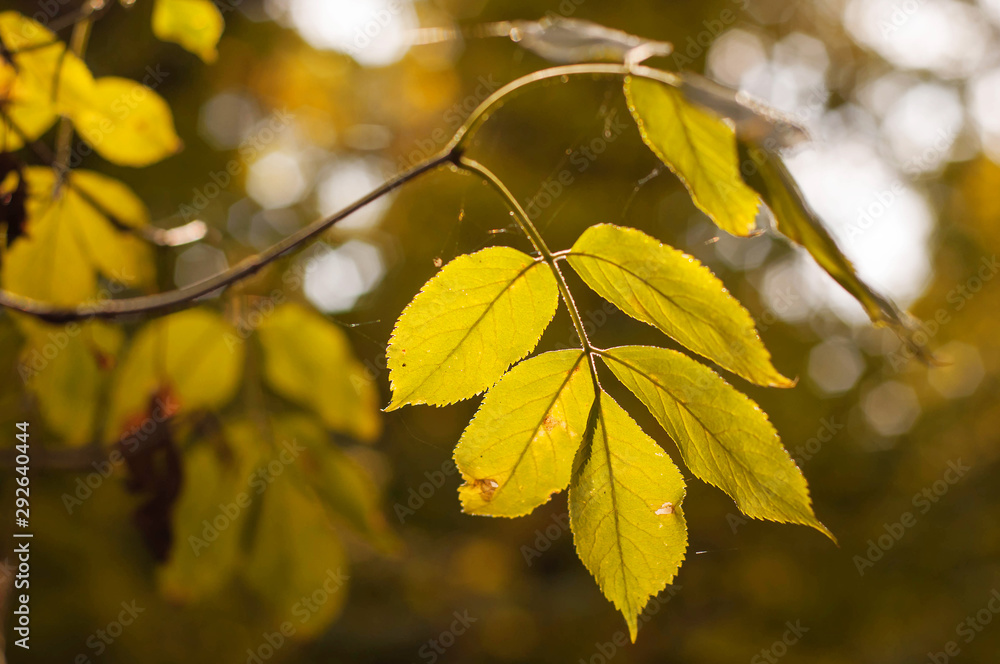 Obraz premium Branch with yellow leaves and cobwebs in the fall.
