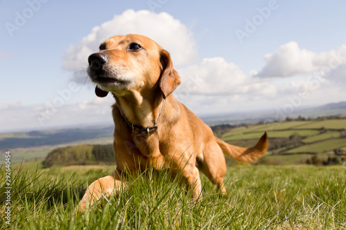 Close-up of a dog in the field