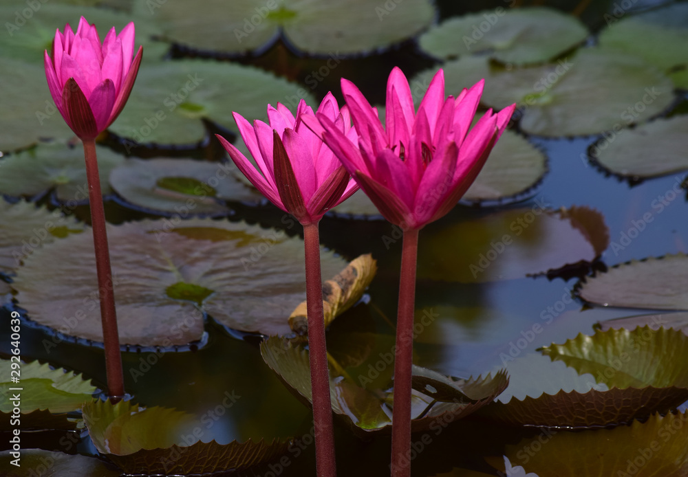 Lotus flower planted in the pond That has begun to bloom With beautiful colors And natural Lotus flower planted in the pond That has begun to bloom With beautiful colors And natural