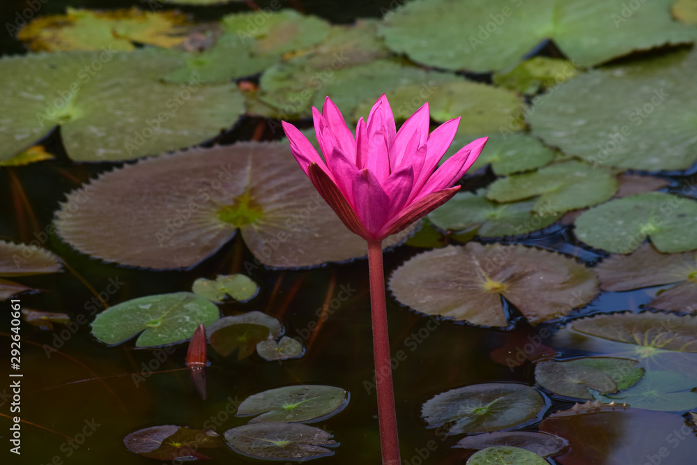 Lotus flower planted in the pond That has begun to bloom With beautiful colors And natural Lotus flower planted in the pond That has begun to bloom With beautiful colors And natural