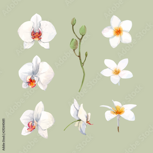 Watercolor orchid flowers vector illustration