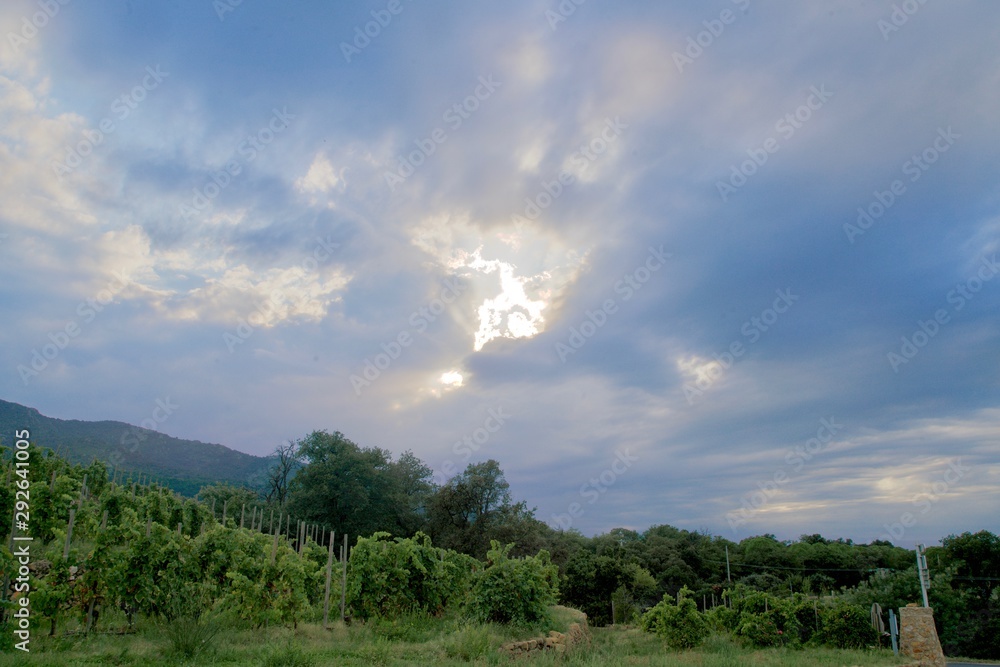 Obraz premium Evening sky above vineyards