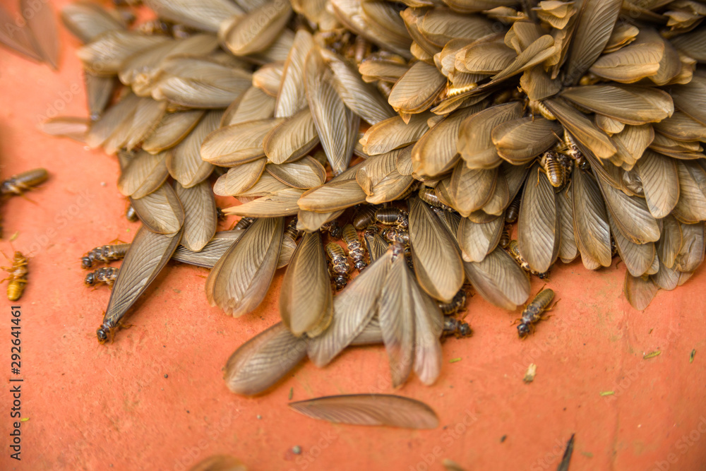 Obraz premium African harvester termite alates ( Hodotermes mossambicus) swarmers, Kenya, East Africa
