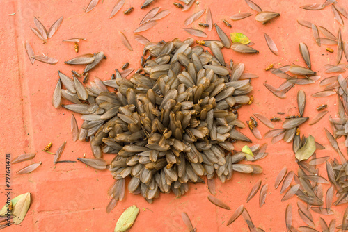 African harvester termite alates ( Hodotermes mossambicus) swarmers, Kenya, East Africa photo