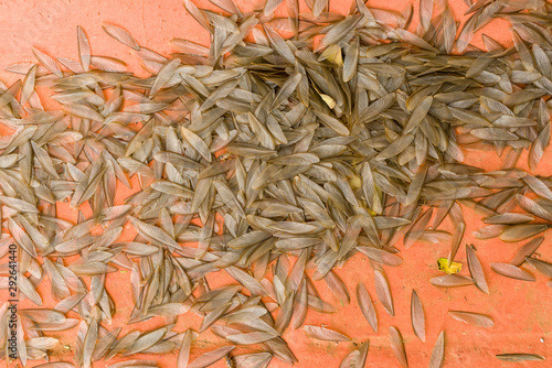 African harvester termite alates discarded wings ( Hodotermes mossambicus), Kenya, East Africa