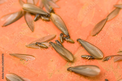 African harvester termite alates ( Hodotermes mossambicus) swarmers, Kenya, East Africa