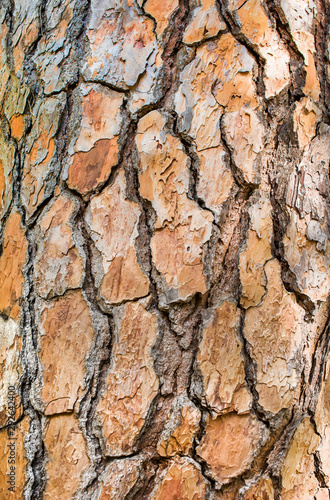 Large brown bark of a pine tree close-up