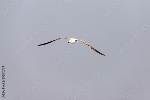 Möwe im Flug über der Eider