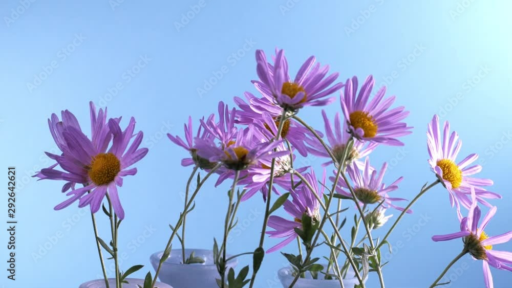 Colorful lilac flowers of lilac alpinus. Aster autumn floral background. Autumn flowers. Pink Daisies spinning on a blue background.