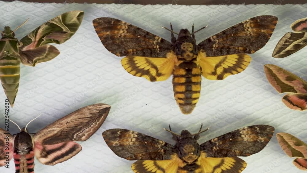 HawkMoth Sphingidae Butterfly Collecting Etymology Hobby Macro Stock