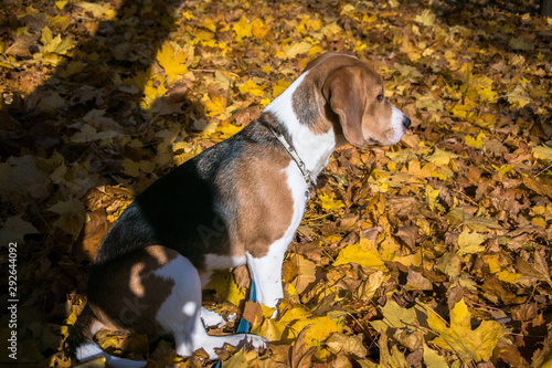 A smart beagle puppy on a walk in the city Park. Tricolor Beagle puppy is watching a peaceful autumn landscape.