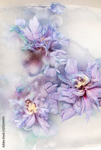 A beautiful background with frozen purple flower © Valeriia
