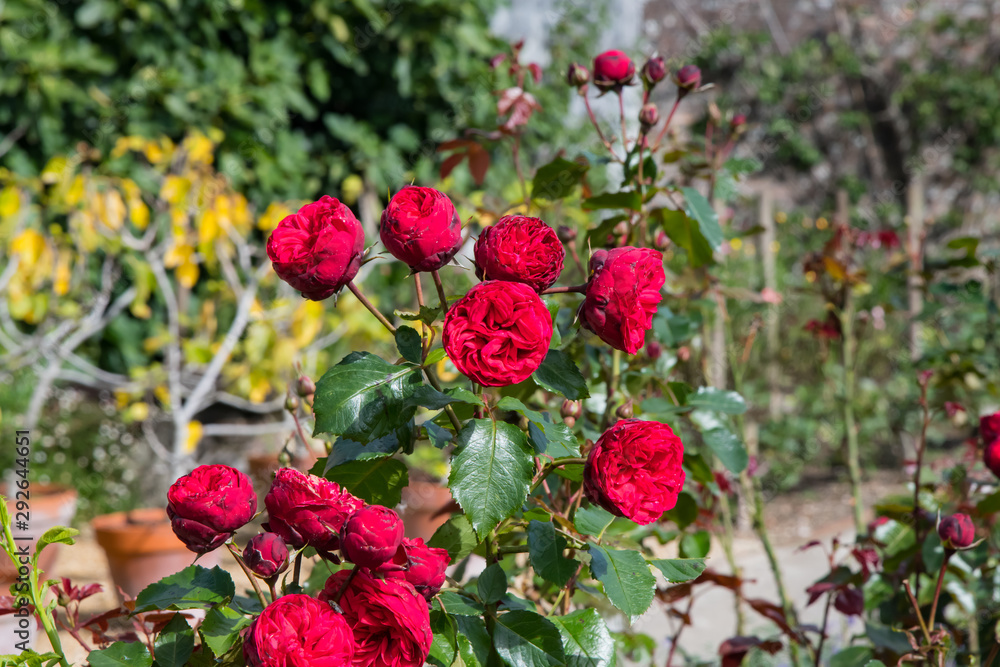 Bright red English roses in Autumn