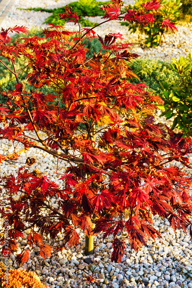 Japanese fire bush Acer palmatum maple tree. Orangeola Stock Photo ...