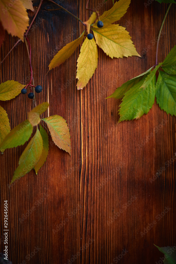 Decorative wild grapes on a background of a wooden burnt board. Red leaves of girlish grape and green berries on wooden background Decorative wild grapes on a background of a wooden burnt board. Red leaves of girlish grape and green berries on wooden background
