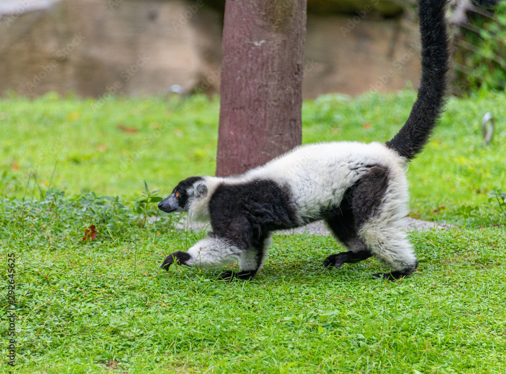 Black white-collar lemurs at Shanghai Safari Park