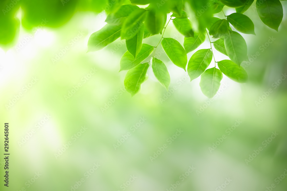 Green leaf on blurred greenery background. Beautiful leaf texture in nature. Natural background. close-up of macro with free space for text.