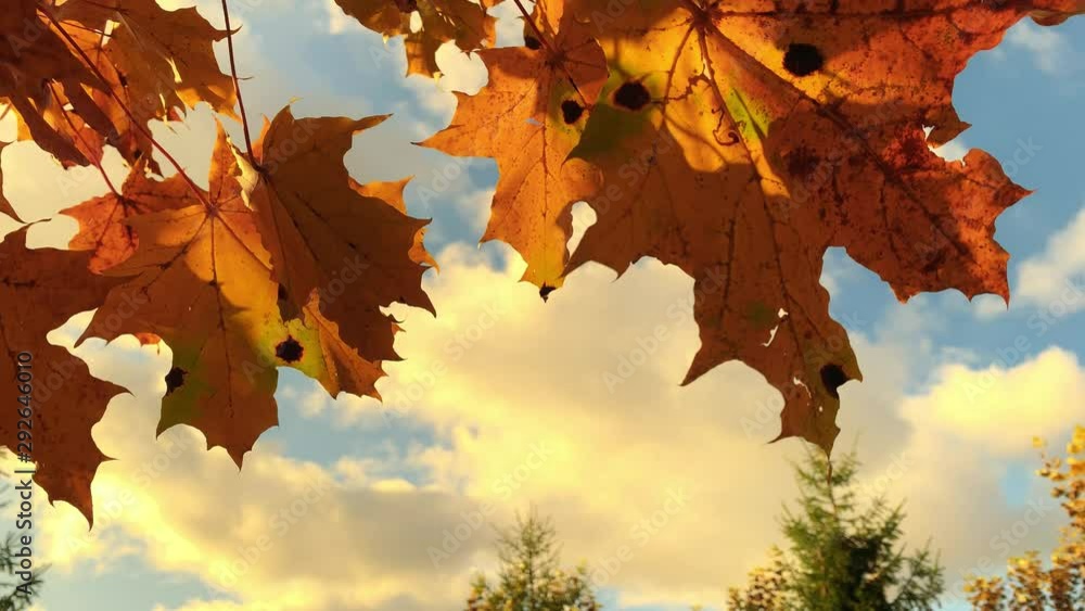 Autumn landscape. Fallen red yellow and brown leaves in all of its autumnal beauty. Beautiful landscape background. Live camera. Autumn Leaves swinging on a tree in autumnal Park.Sun flares sun lights