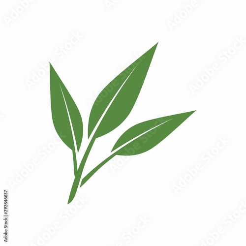 Leaf logo design template vector illustration
