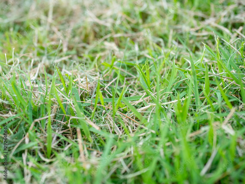 Grass,Two color gray and green,Sun light,Cut the cropped grass,Nature plant,Texture,Garden,Pattern,Grow