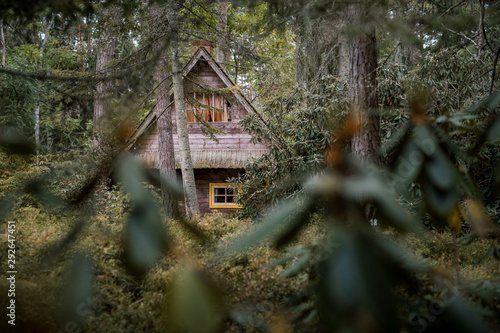 Abandoned wooden house in woods surrounded by plants. Cabin hidden beneath pine trees in moody autumn colors. Roof covered in moss. 