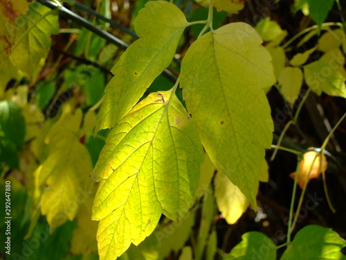Wallpaper Mural Beautiful autumn leaves. Shades of different colors, all the colors of autumn. Torontodigital.ca
