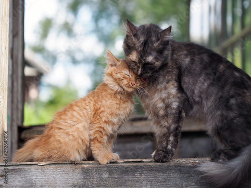 The cat takes care of her kitten with love. Mother and child cats
