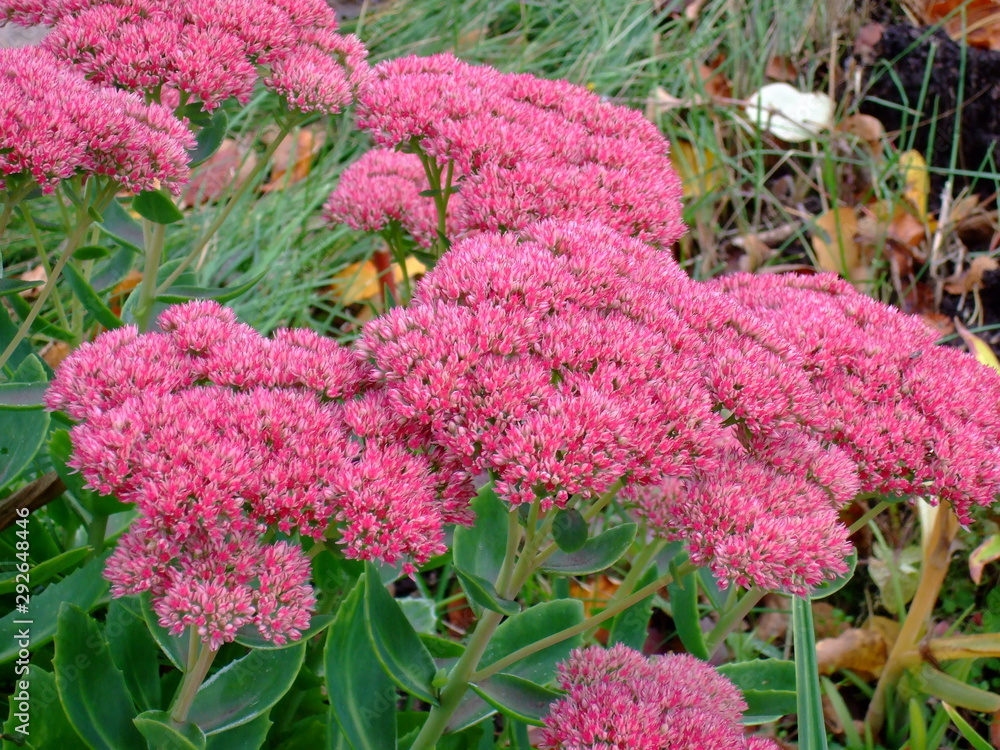 Blooms young. Small flowers are collected in lush armfuls of lilac inflorescences. Blooms young. Small flowers are collected in lush armfuls of lilac inflorescences.