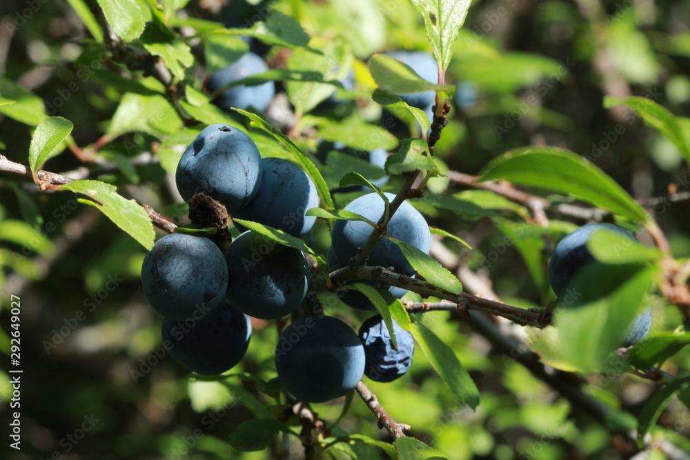 Prunes sauvages Prunes sauvages