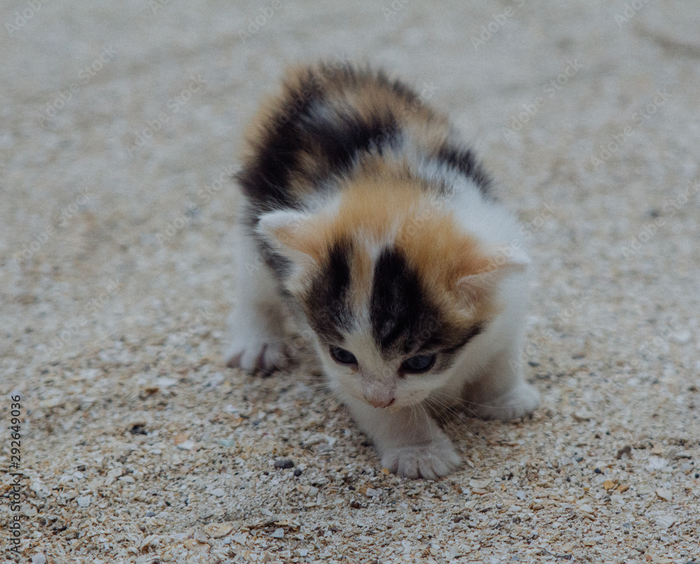 Fototapeta premium small and cute kitty in the sand