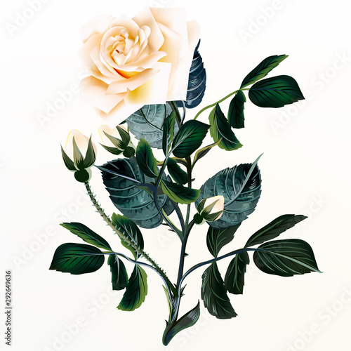 Elegant beige rose vector illustration