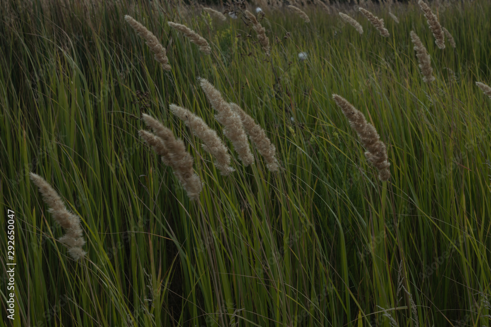 a weed with spikelets of light brown color grows against a background of green grass in summer. a weed with spikelets of light brown color grows against a background of green grass in summer.