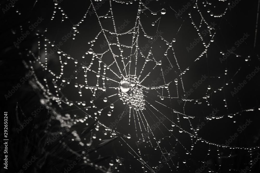 cobwebs in the dew on black background. Halloween background cobwebs in the dew on black background. Halloween background