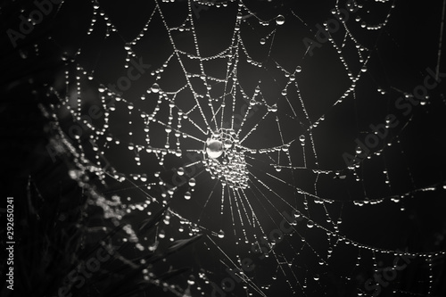 cobwebs in the dew on black background. Halloween background