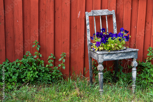 Old chair with flowerpot and blooming summer flowers in front of the red wall of a Swedish wooden house. Scandinavian summer motif!
