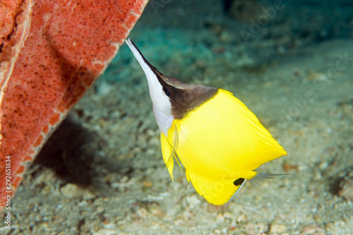 Big longnose butterflyfish, Forcipiger longirostris, Sulawesi Indonesia. photo